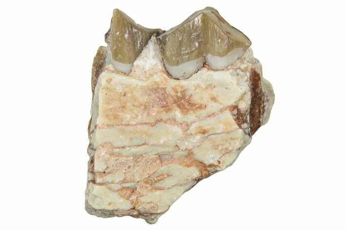 Fossil Oreodont (Merycoidodon) Jaw Section - South Dakota #300315
